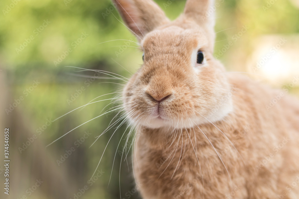 Rufus Rabbit portrait on a bright summer morning Rufus Rabbit portrait on a bright summer morning