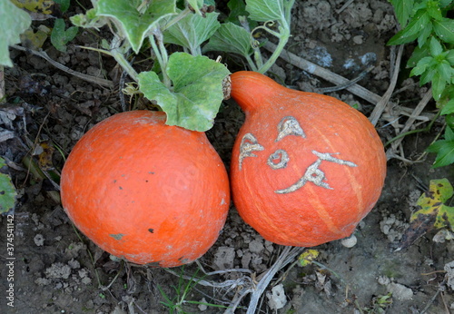 Kürbisse auf dem Feld