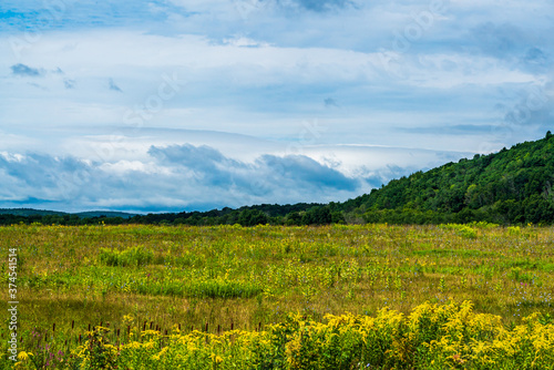 landscape with green grass and blue sky