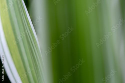 A photograph of green-white leaves using the blur technique.