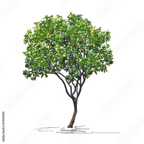 Tangerine tree (Citrus reticulata L.) with immature fruits, Chinese New Year