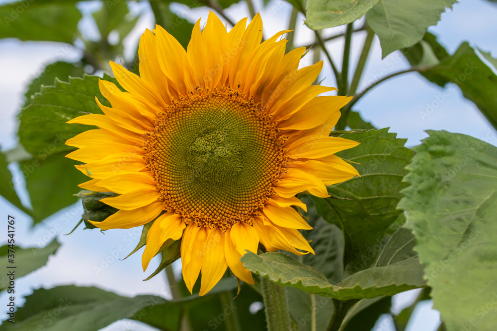Closeup of a yellow sunflower Closeup of a yellow sunflower