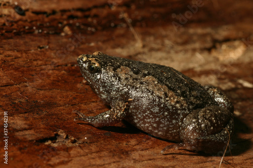 Profile of a small Eastern Narrowmouth Toad (Gastrophryne carolinensis) sitting on bark.  photo