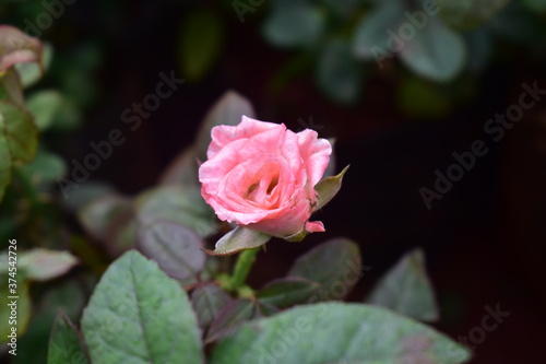 Beautiful rose with green leaves