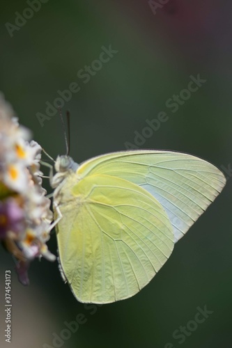 butterfly on leaf
