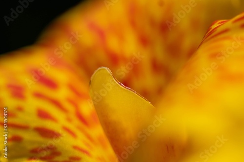 yellow flower closeup
