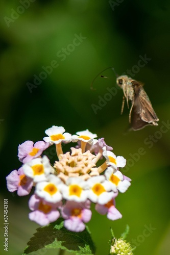 butterfly over a flower