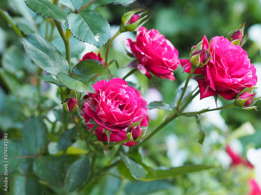 Fototapeta premium Red roses growing in the garden with white stripes on a natural green background. Place for text.