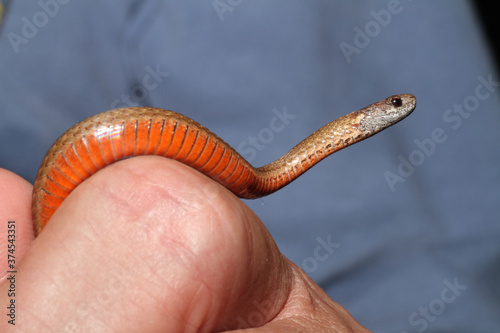 A small red-bellied snake (Storeria occipitomaculata) showing off its namesake red belly while being held in a person's hand.  photo