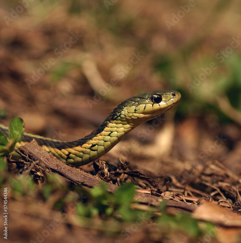 A serious-looking Eastern Garter Snake (Thamnophis sirtalis) views the world around it as it slithers along the ground. 