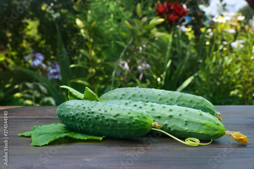 Fresh green cucumbers on a wooden table. Harvesting in a rural area