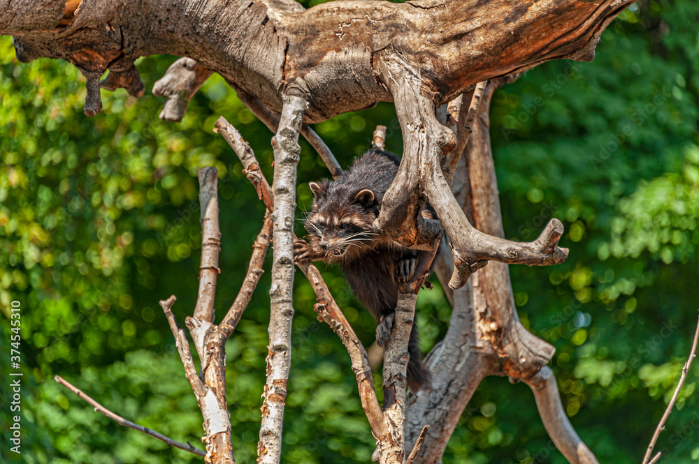 Small Raccoon, hiding between the tree branches