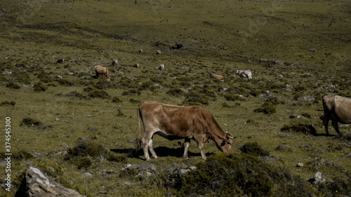 Una vaca pastando en un precioso paisaje de galicia.