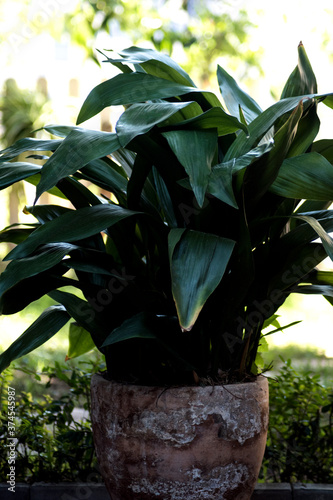cast-iron-plant or bar-room plant on a old clay pot