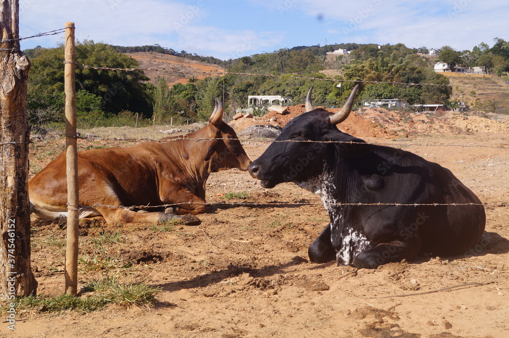 dois bois um preto e o outro marrom tomando sol na fazenda pela manha dois bois um preto e o outro marrom tomando sol na fazenda pela manha