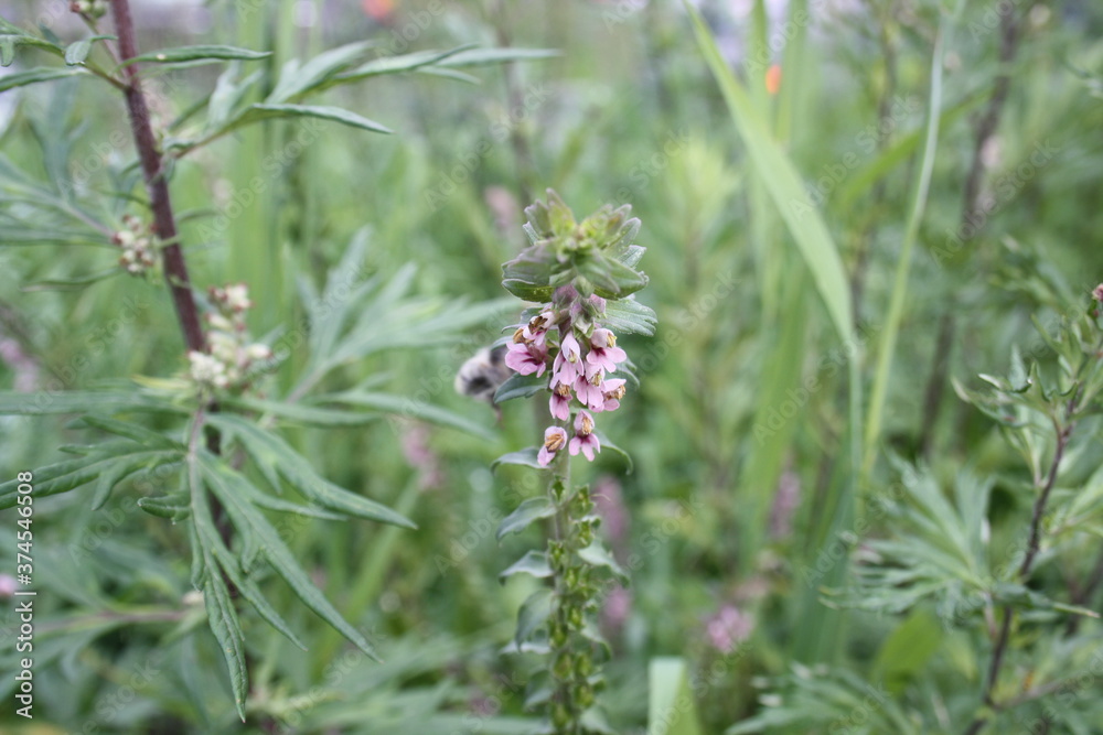 beautiful little pink flowers on a branch beautiful little pink flowers on a branch