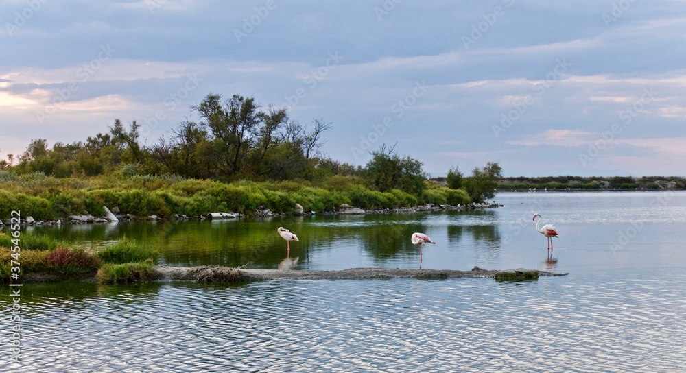 Camargue Sainte Marie de la mer Flamants Roses