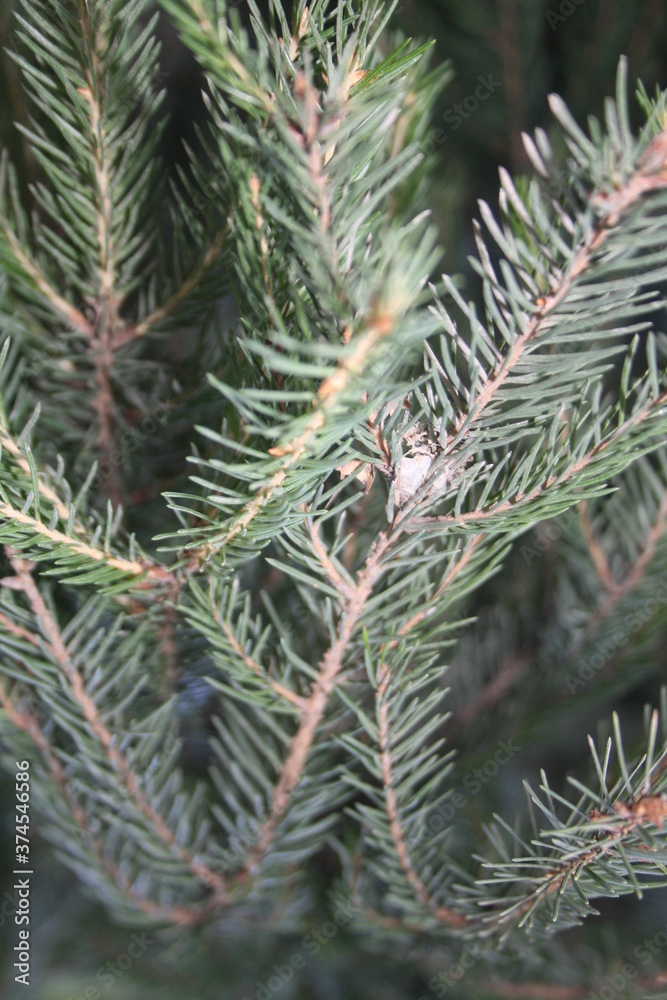 spruce twigs with needles close up spruce twigs with needles close up