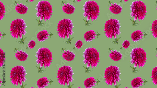 Green background with violet dahlia flowers
