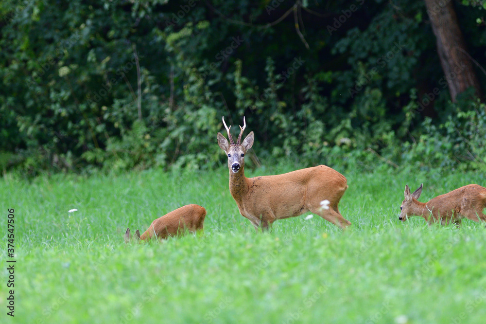 A roe deer with antlers in a rut with family walks through a meadow 