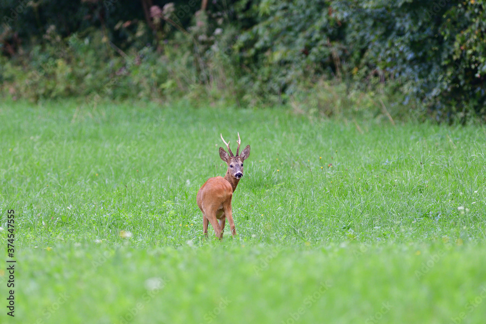 Portrait of roe deer with antlers in a rut looking for a doe in a meadow Portrait of roe deer with antlers in a rut looking for a doe in a meadow