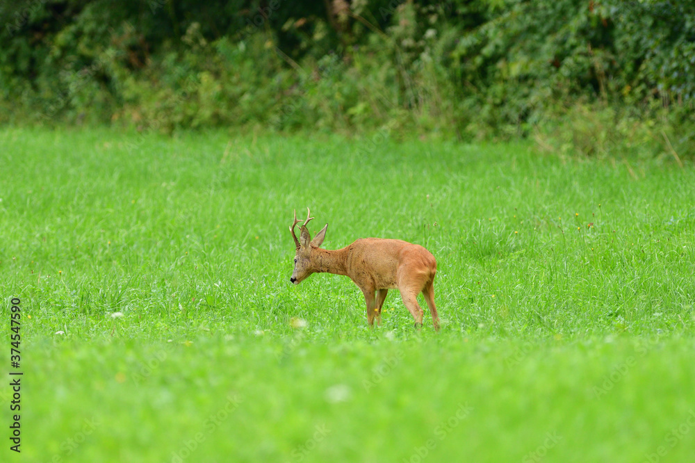 Portrait of roe deer with antlers in a rut looking for a doe in a meadow Portrait of roe deer with antlers in a rut looking for a doe in a meadow