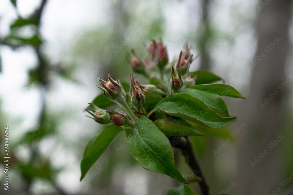 The beginning of Apple blossom, Bud is born, spring has come to the garden, photo in the evening The beginning of Apple blossom, Bud is born, spring has come to the garden, photo in the evening