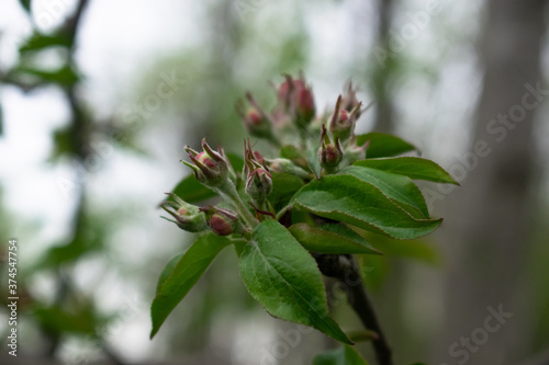 The beginning of Apple blossom, Bud is born, spring has come to the garden, photo in the evening
