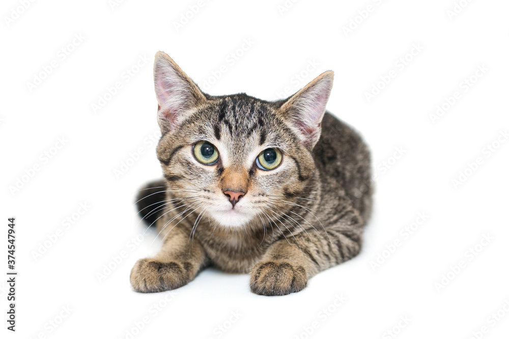 Small, grey tabby kitten