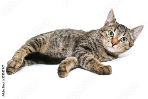Small, grey tabby kitten lies © Okssi