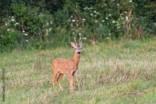 Portrait of roe deer with antlers in a rut looking for a doe in a meadow 