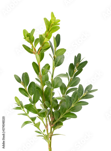 Photos Boxwood branch isolated on white background