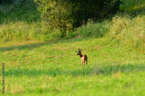 Roe deer with antler grazing grass in meadow © Pavol Klimek