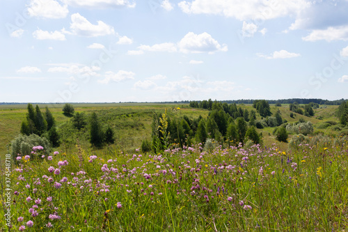 A field overgrown with grass and trees in a ravine against the backdrop of a cloudy sky is a summer Russian landscape in the Ulyanovsk region in Russia