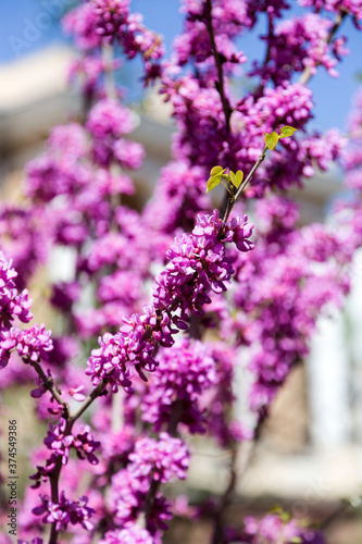 Beautiful pink flowers on the branches of tree with selective focus. Creative processing in light key