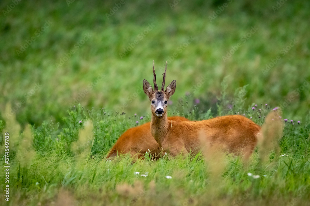 antelope in the wild antelope in the wild