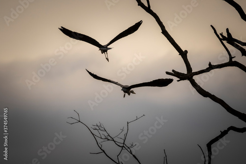 silhouette of a bird