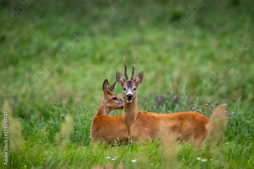 Fototapeta Naklejka Na Ścianę i Meble -  young deer in the grass