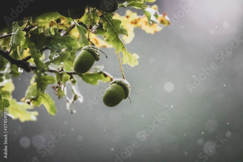 oak tree branch with acorns