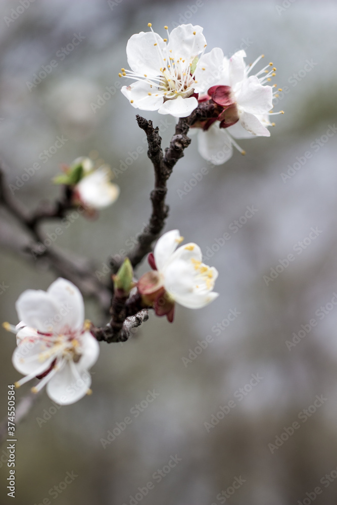 apple tree blossom