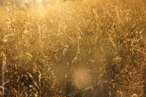 Golden dry wheat with sun behind on a hot evening