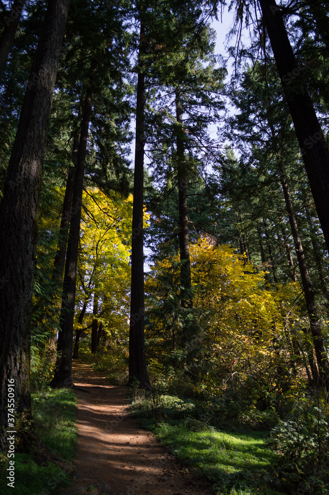 Obraz premium Pine Trees and Broadleaves with Colorful Foliage at Westmoreland Park Nature Playground in Portland, Oregon, USA