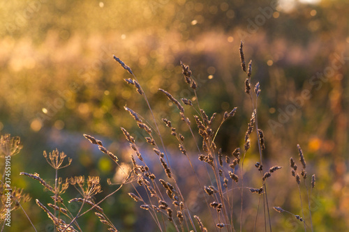 Meadow cereals and branches in light of sun on summer day