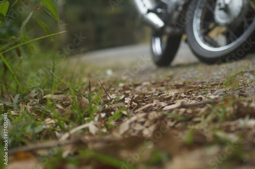 uma beira de estrada com folhas secas e verdes e uma moto ao fundo