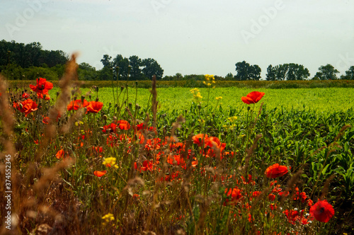 field of poppies and blue sky