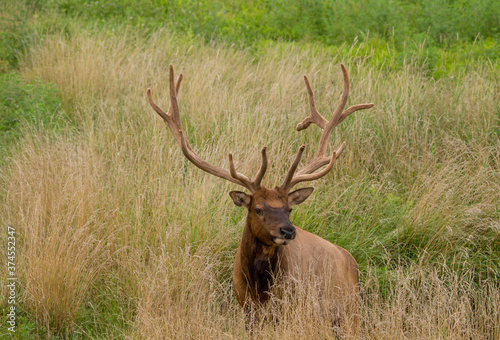 Close up of an elk with velvet antlers