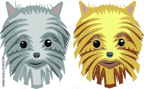 york terrier, mini, funny dog