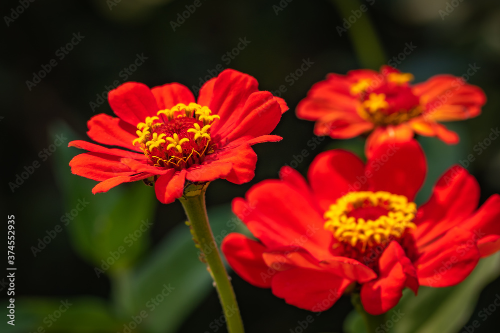 Red and Yellow Zinnia with Orange Flower from the Garden Red and Yellow Zinnia with Orange Flower from the Garden