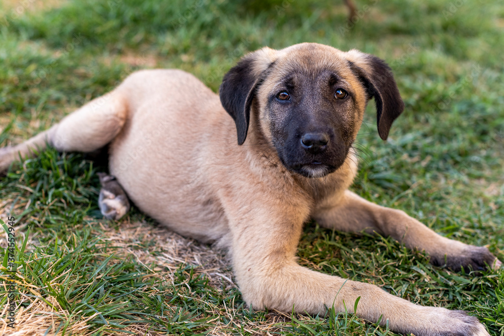 Healthy stray dog puppy lying on the grass and looking to camera. Posing beautiful puppy with black nose and black ears.