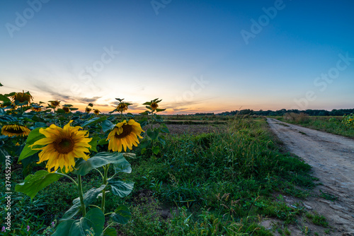 sunflowers at sunset